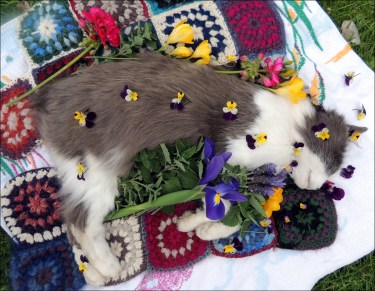 molly-11-october-2016