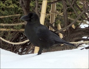 crow