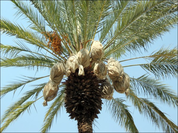 Blog 02 Oasis Garden 02