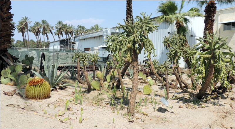 Blog 02 Oasis Garden 03