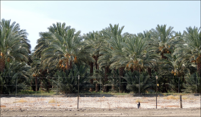 Blog 02 Rows of date palms