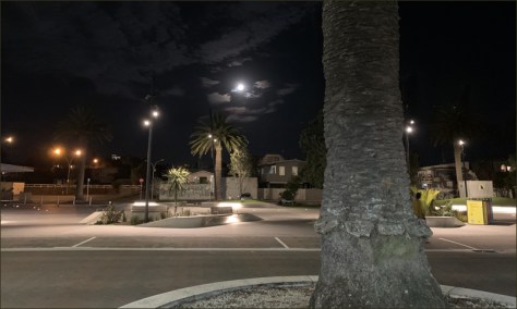 dark night with palm