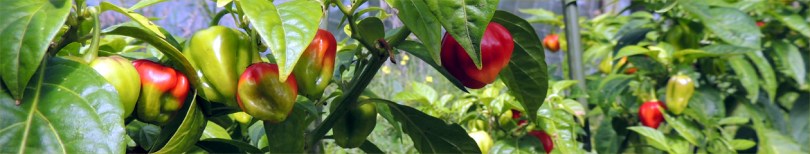 Habanero Chilis in April